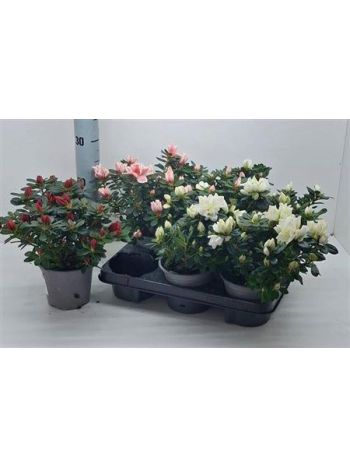 RHODO SI GEM