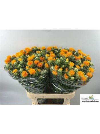 CARTH T ZANZIBAR 80CM