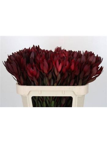 LEUCAD SAF SUNSET 70CM