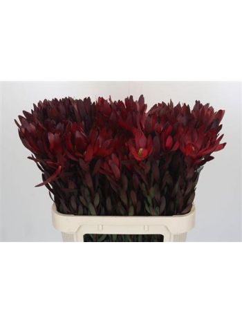 LEUCAD SAF SUNSET 80CM