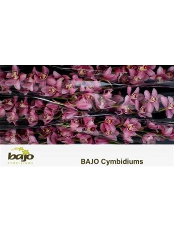 CYMB T*6 CANDY 80CM