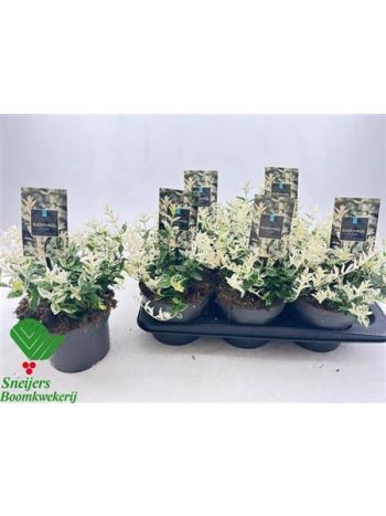 EUONYMUS FO HARLEQUI