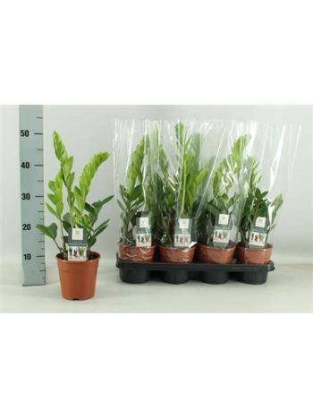 ZAMIOCULCAS ZAMIIFOL