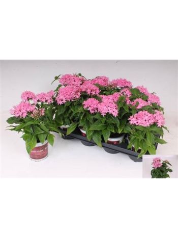 PENTAS BEEBRIGHT PINK *8