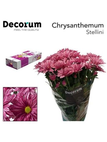 CHR T STELLINI