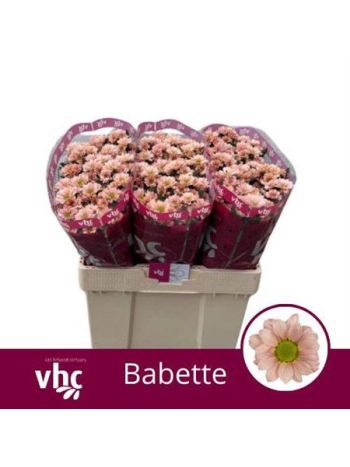 CHR SAN BABETTE