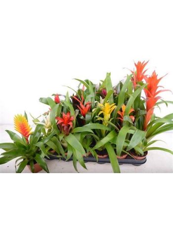 BROMELIA GEM
