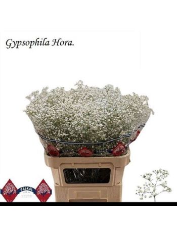 GYPS PA HORA