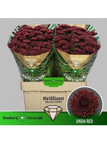 CHR SAN JINDA RED