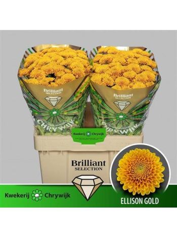 CHR SAN ELLISON GOLD