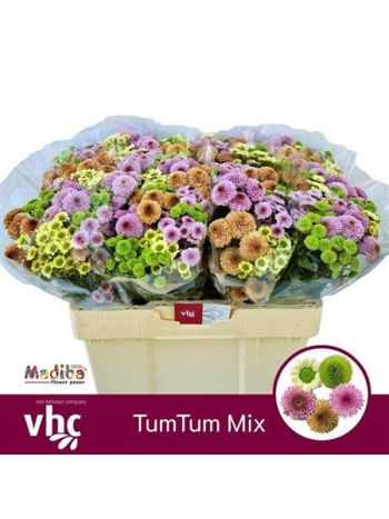 CHR SAN GEM - TUMTUM MIX