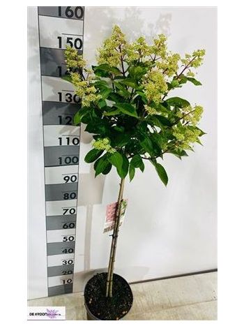 HYDR PANICULATA