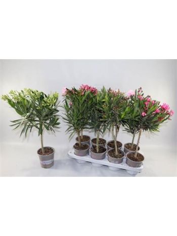 NERIUM OLEANDER TÖRZSES