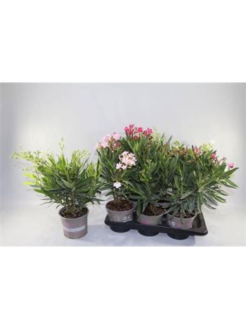 NERIUM OLEANDER OV