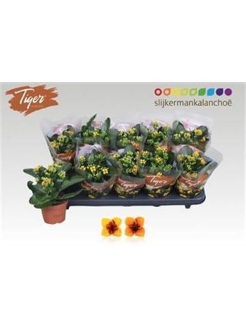 KAL EN TIGER GEM
