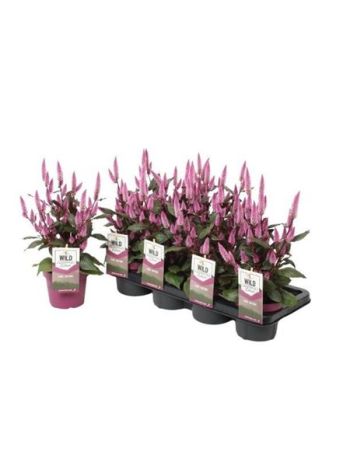 CEL WILD PINK