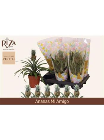 ANANAS MI AMIGO