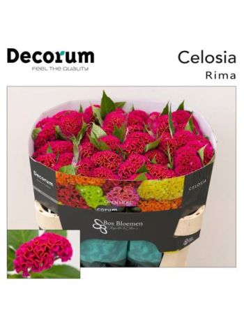 CEL C ACT RIMA