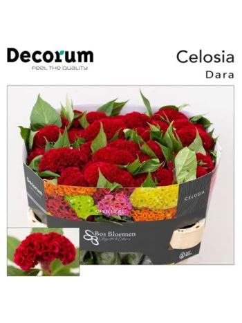 CEL C ACT DARA