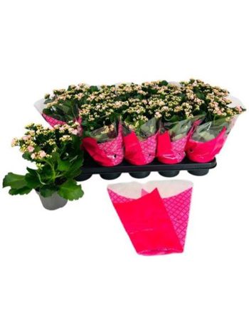 KAL ROSALIE PERFECTA PINK