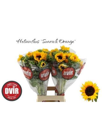 HELIAN AN SUNRICH OR 70CM