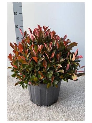 PHOT FR LITT RED ROB