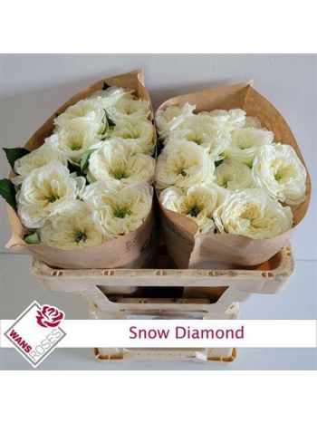 R GR5 SNOW DIAMOND