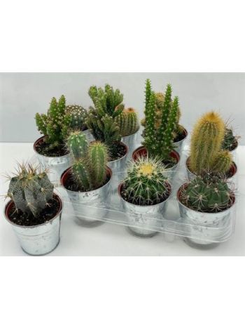 CACTUS GEM ZINK KASPÓS