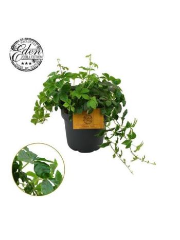 PARTHENOC SUGAR VINE