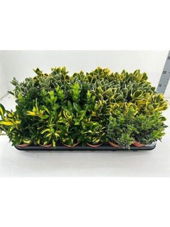 EUONYMUS MIX