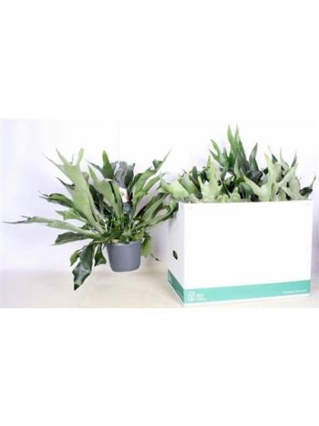 PLATYC B NETHERLANDS