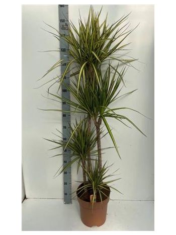 DRA MARG SUNRAY 4 TÖRZSES