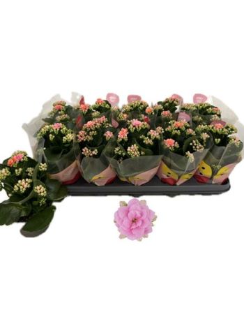 KAL GE ROS FL HARLOW