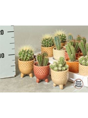 CACTUS KASPÓS LÁBAS