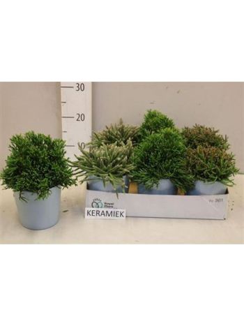 RHIPSALIS GEM KASPÓS