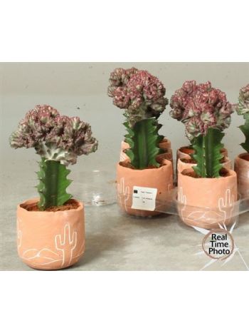 EUPHOR LAC CRISTATA KASPÓS