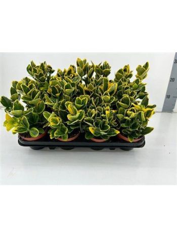 EUONYMUS JAPONICUS AUREUS