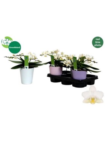 PHAL MF AN NAZARE KASPÓS