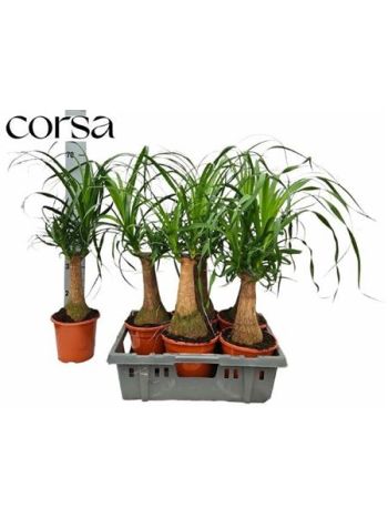 NOLINA BEAUCARNEA RECUR