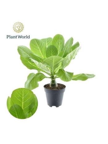 BRIGHAMIA INSIGNIS HAWAII PALM