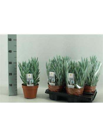 CURIO FIC MT EVEREST