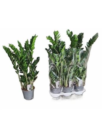 ZAMIOCULCAS ZAMIIFOL