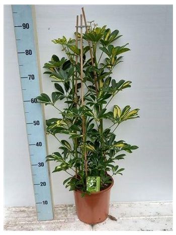 SCHEF AR GOLD CAPELL