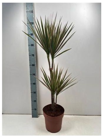 DRA MARG BICOLOR 2 TÖRZSES