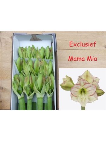 HIPP GA MAMA MIA *12