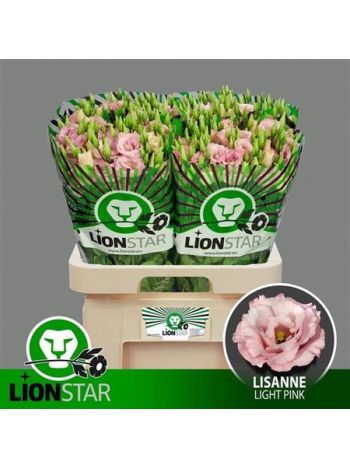 EUS G LISANNE L PINK