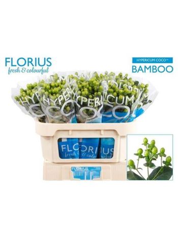 HYP COCO BAMBOO