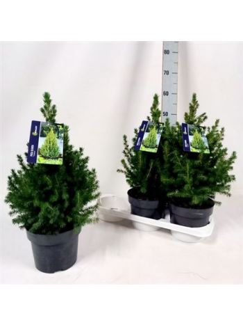 PICEA GL CONICA