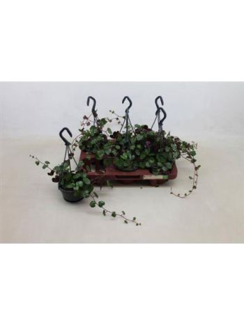 SENEC BRYONIIFOLIUS *6