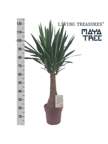 YUCCA INKA TREE